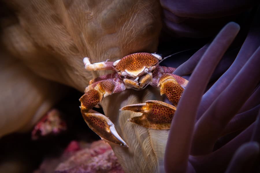 2. Preis Makro Meister. © Romain Nerriere