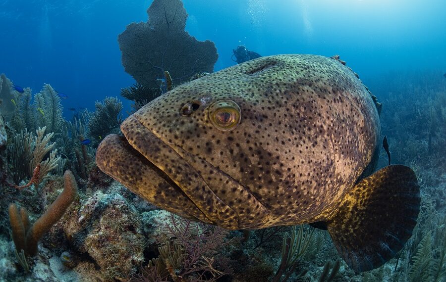 Nicolas Barraqué Kuba Garten der Königin Dezember 2021 Goliath-Zackenbarsch Epinephelus Itajara Nic 0939 900x570