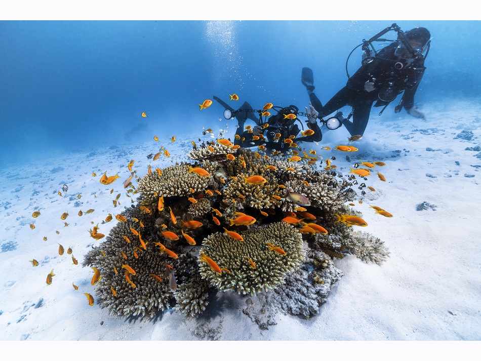 Der Tauchplatz Cocaïne im Nordwesten von Mayotte verdankt seinen Namen dem weißen Sand, vor dem sich mehrfarbige Korallenbänke abheben. © Gaby Barathieu