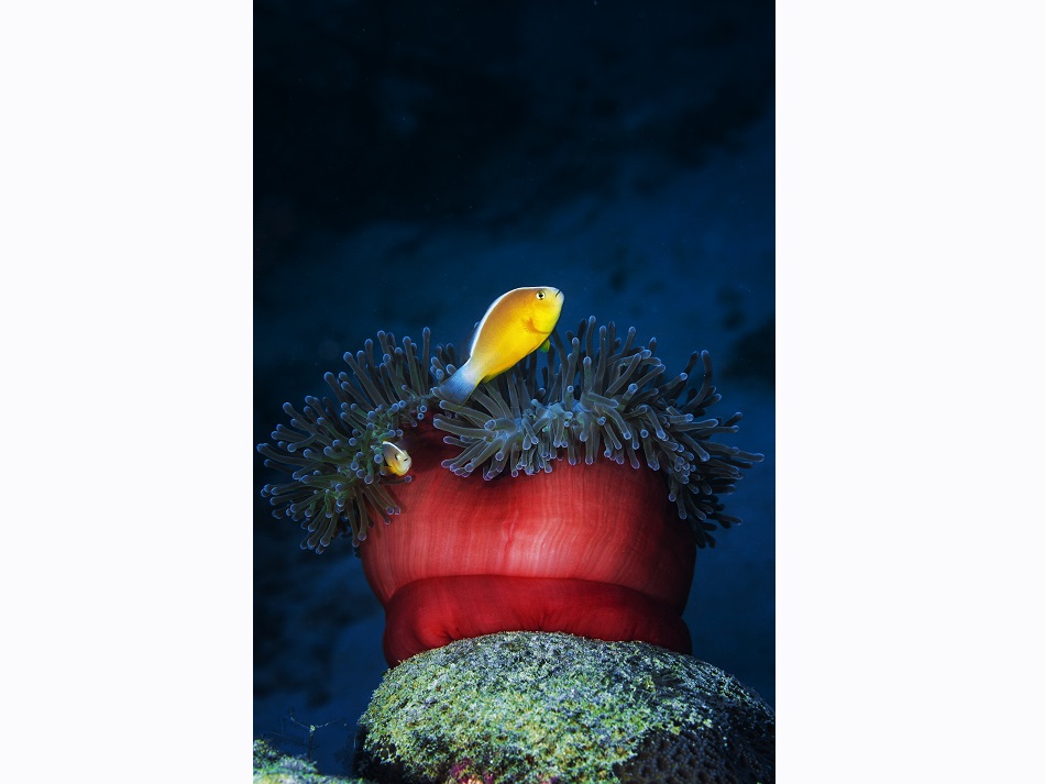 Rote Anemonen sind zahlreich im S-Pass, hier mit Clownfischen. © Gaby Barathieu