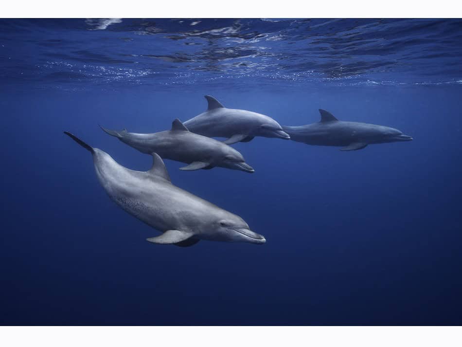  Begegnung mit einer Gruppe großer Indischer Ozean-Delfine (Tursiops aduncus). © Gaby Barathieu
