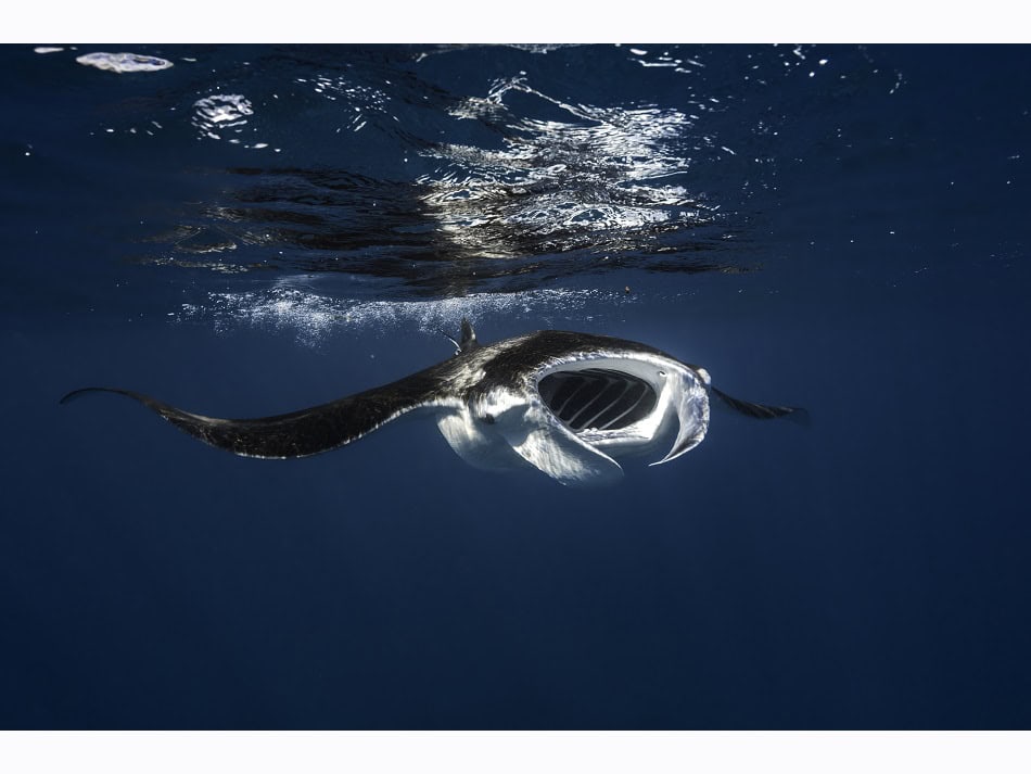 Ein Mantarochen, der sich im Mayotte-Lagune ernährt. Es ist üblich, ihnen während der Navigation zu den Tauchplätzen zu begegnen. © Gaby Barathieu