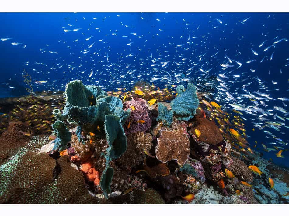 Ein wunderschöner farbenfroher Tauchgang im Süden der Mayotte-Lagune. © Gaby Barathieu
