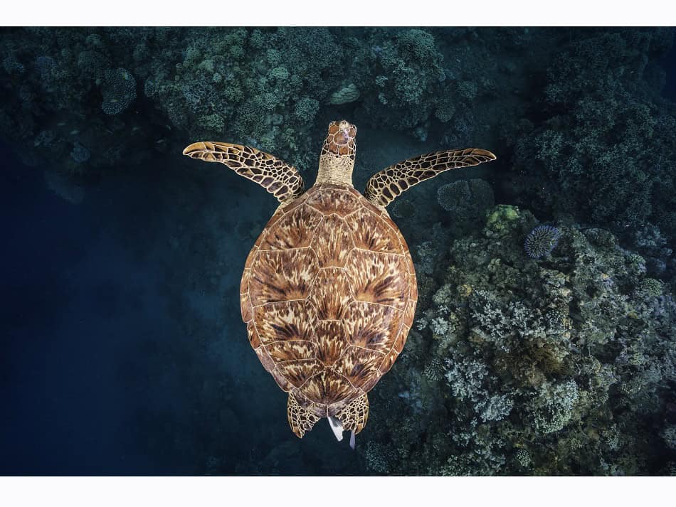 Eine Karettschildkröte, der man am Außenhang der Lagune am Bouéni-Pass begegnet ist. Unter den Meeresschildkröten ist sie die weltweit am stärksten bedrohte Art. © Gaby Barathieu