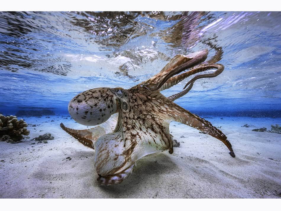 Ein Oktopus macht seine "Show" in der Lagune. © Gaby Barathieu