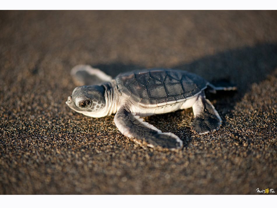 Es gibt zahlreiche Schildkröten-Nistrände auf der Insel. © CDTM