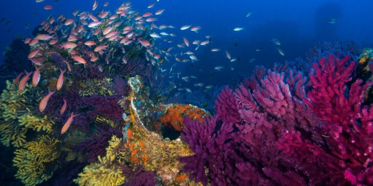 Donator Deckstimmung, Anthias