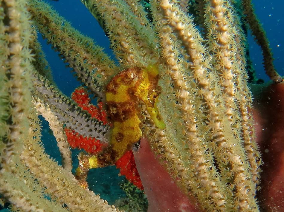 Guadeloupe Helene Mace
