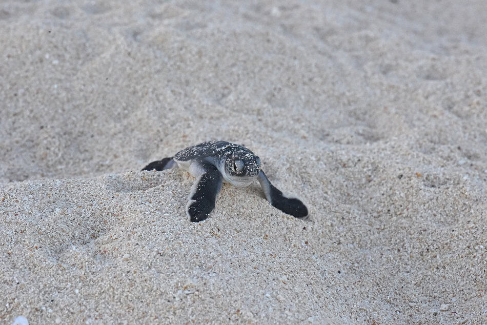 Schildkröte Guadeloupe Nicolas Barraqué(1)