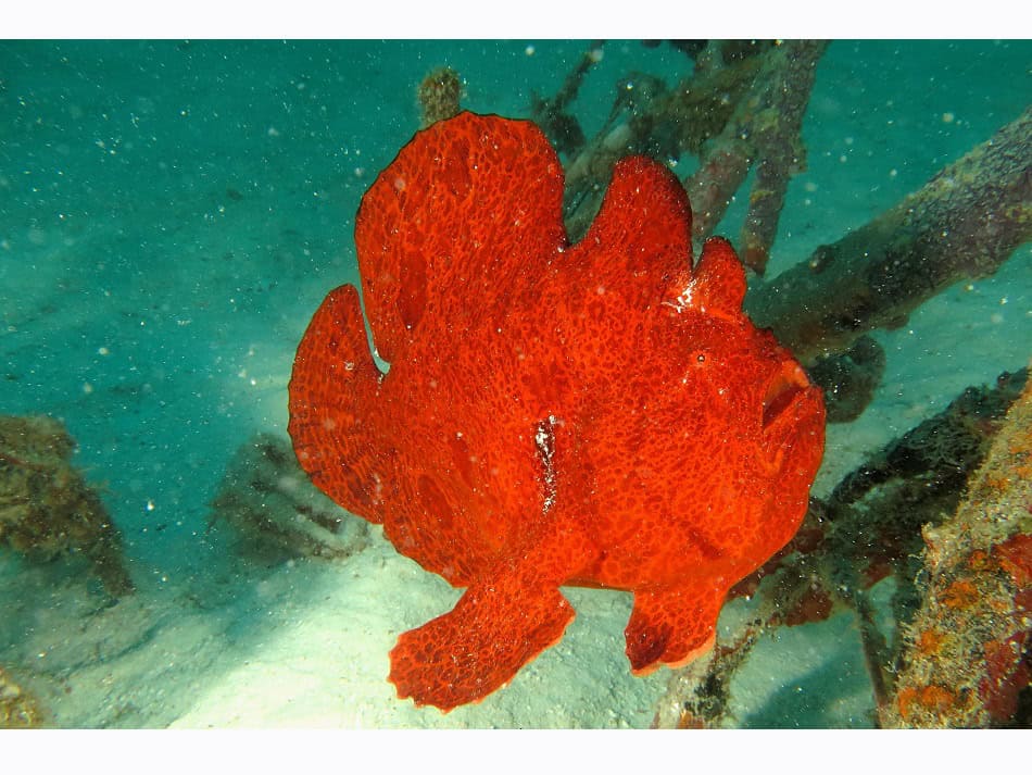 Der Riesenfangfisch (Antennarius commerson) nimmt manchmal überraschende Farben an. Dieser sitzt auf einem Fahrradwrack im Süden des Ari-Atolls. © Sandrine Leveugle-Souan