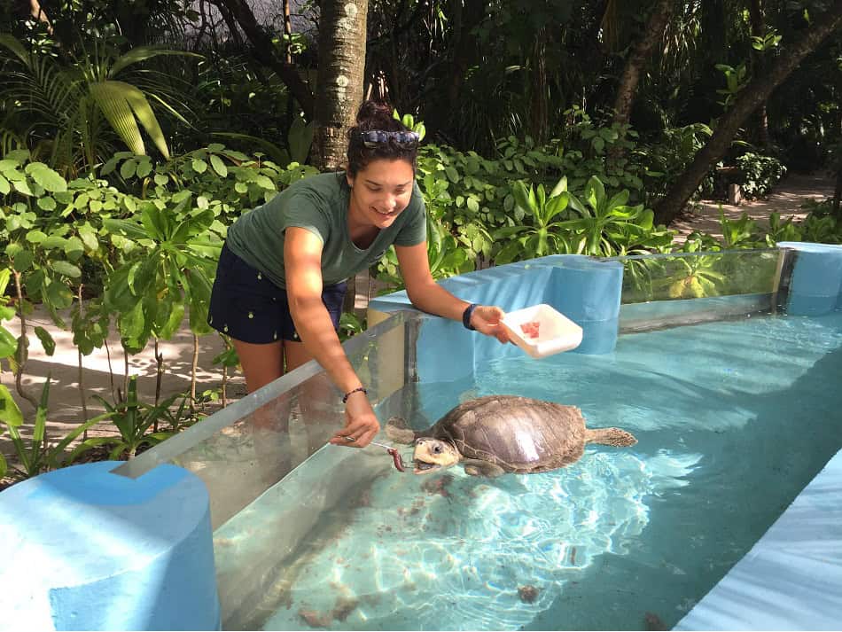 Dr. Claire Petros, Tierärztin im Pflegezentrum des Olive Ridley Project, füttert eine ihrer "Patientinnen". © Olive Ridley Project