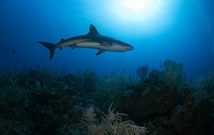Nicolas Barraque Kuba Jardin De La Reine Dezember 2021 Karibischer Hai Carcharhinus Perezii Nic 1045 900x570