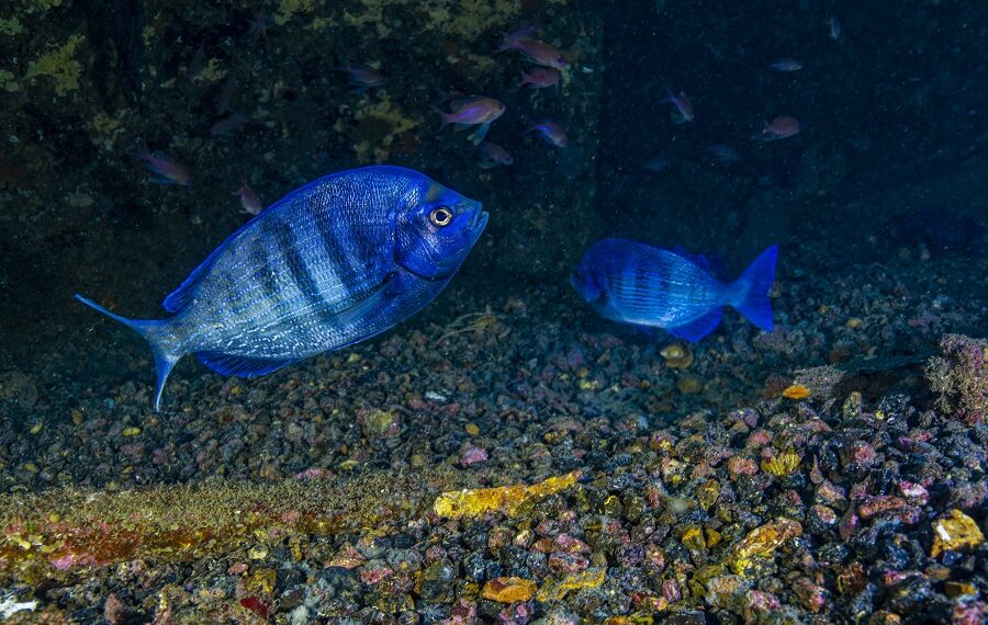 Graue Dorade, Spondyliosoma Cantharus