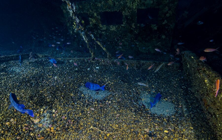 Fortpflanzung Grauer Doraden, Wrack des Togo