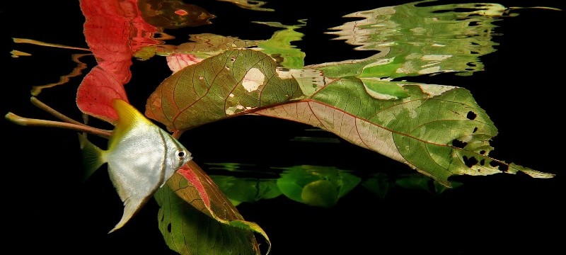 11 Themenserien Blütengoldene Muschel Ein Totes Blatt Ein Leben Ein Juveniler Monodactylus Spaziert Zwischen Toten Blättern Von Jack Berthomier 800x360