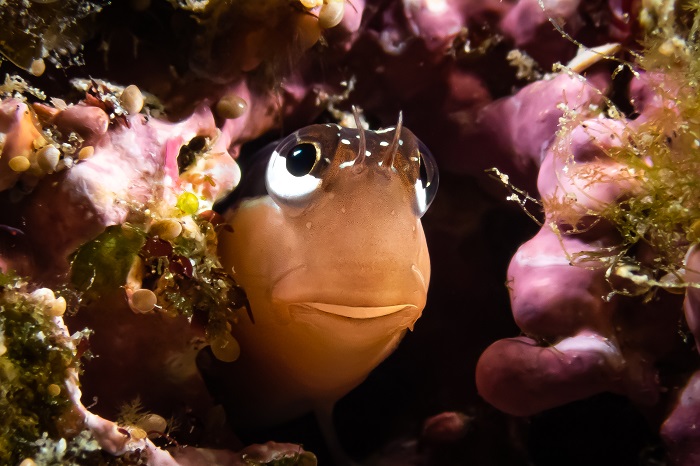 Lined Blenny (ecsenius Lineatus)