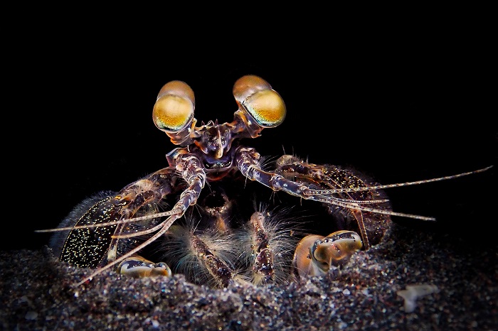 Zebra-Krabbe / 🇬🇧 Zebra Mantis Shrimp (lysiosquillina