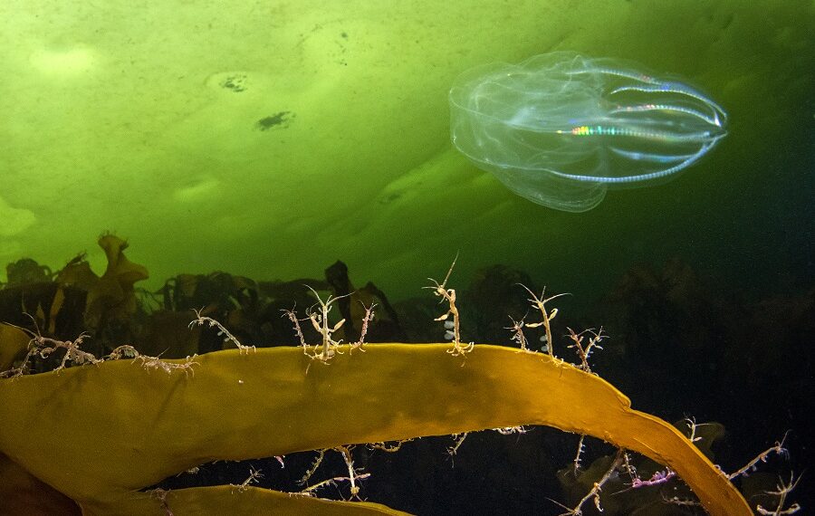 Firstplace Oceancritters Viktor Lyagusskin Georgia 900x570