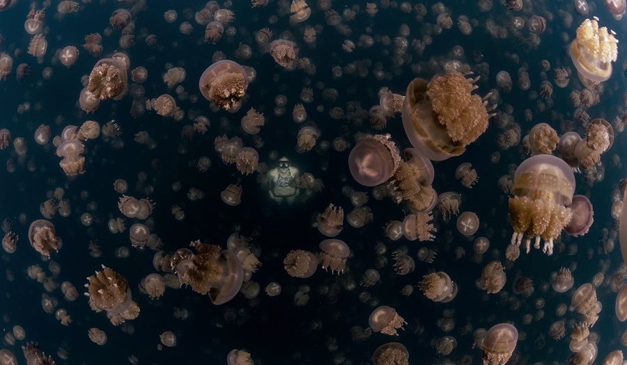 Firstplace Underwaterseascapes Nicolas Hahn Argentina