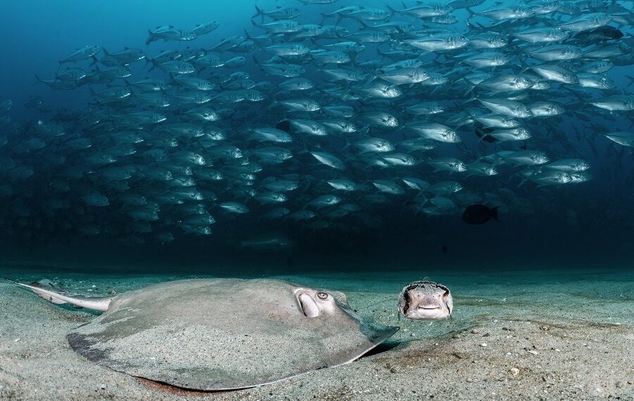 Secondplace Underwaterseascapes Nat Sumanatemeya Thailand 900x570