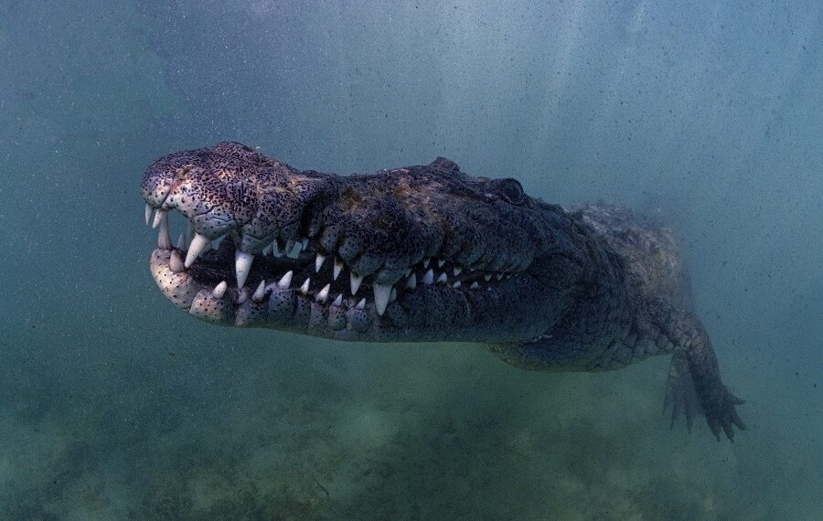 Nicolas Barraque Kuba Jardin De La Reina Dezember 2021 Krokodil von Kuba Crocodylus Rhombifer Nic 0699 900x570