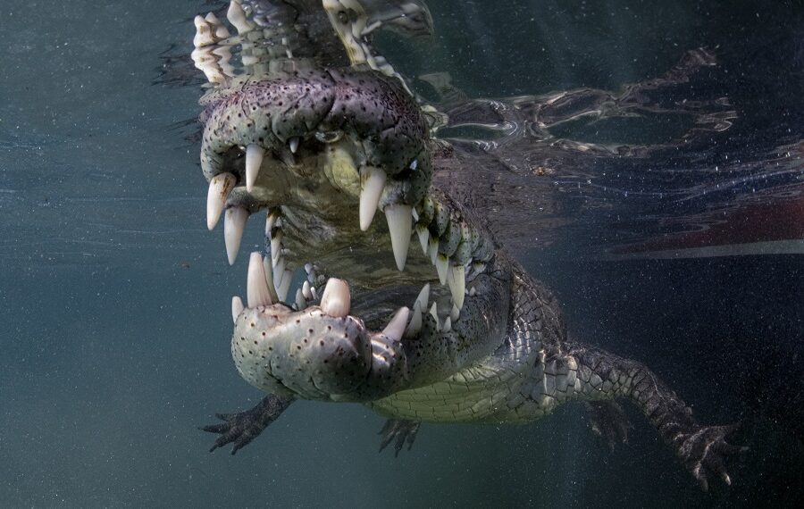 Nicolas Barraque Kuba Jardin De La Reina Dezember 2021 Krokodil von Kuba Crocodylus Rhombifer Nic 0753 900x570