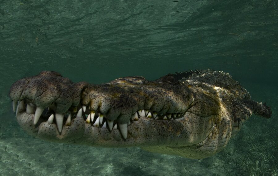 Nicolas Barraque Kuba Jardin De La Reina Dezember 2021 Krokodil von Kuba Crocodylus Rhombifer Nic 1651 900x570