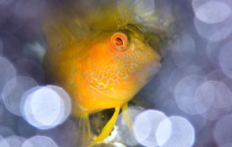01 Ameeuw 10 2p 8500 Px Fisch 900x570