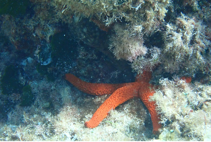 04 Qualle Foto 2