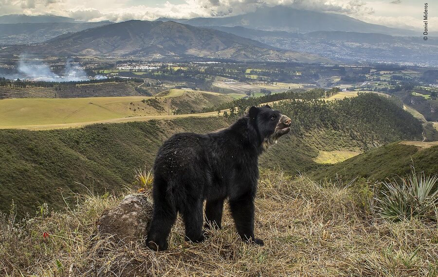 © Agorastos Papatsanis 1 Wildlife Photographer Of The Year 1140x570