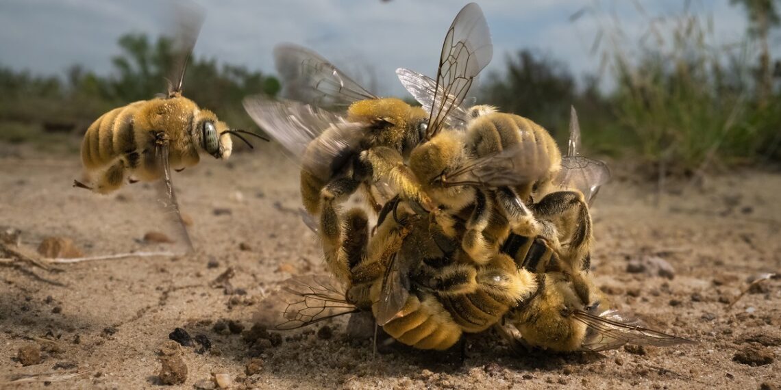 © Fernando Constantino Martinez Belmar 1 Wildlife Photographer Of The Year 900x570