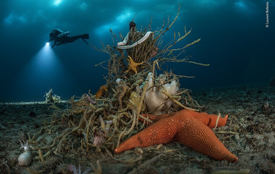 © Laurent Ballesta Wildlife Photographer Of The Year 900x570