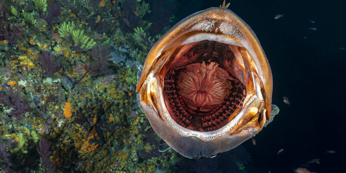 1. Preis Stimmungsmeisterdesormaispatrickgros Baillou 1140x570