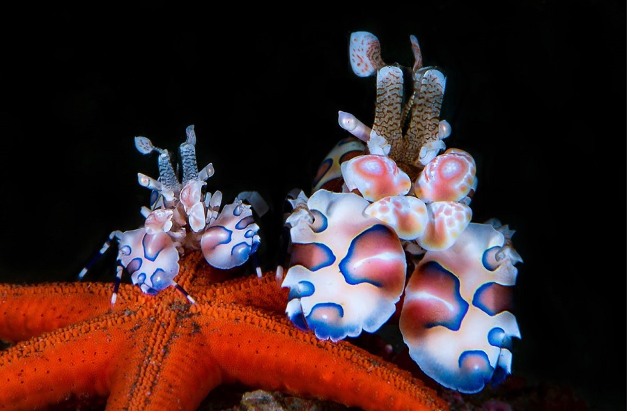 1. Preis Makro-Meisterpeneaucedriccrevettes Arlequines