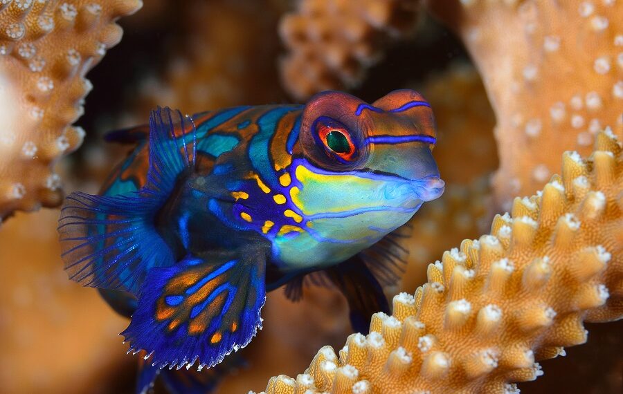 3. Preis Makro-Meistervernetphilippele Mandarin.jpg 900x570