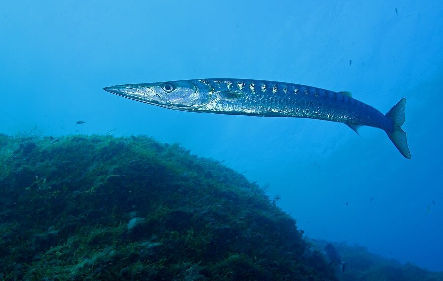 Barracuda, Bécune mit gelbem Maul