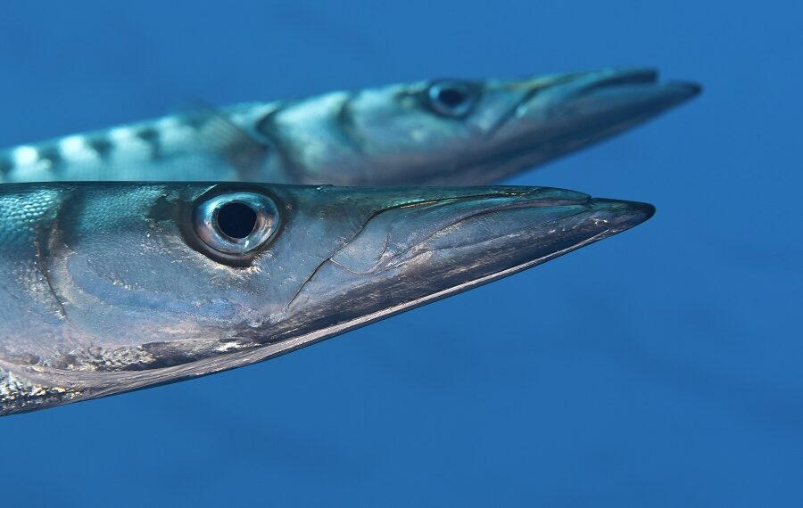 Bécune mit gelbem Maul, Sphyraena Viridensis