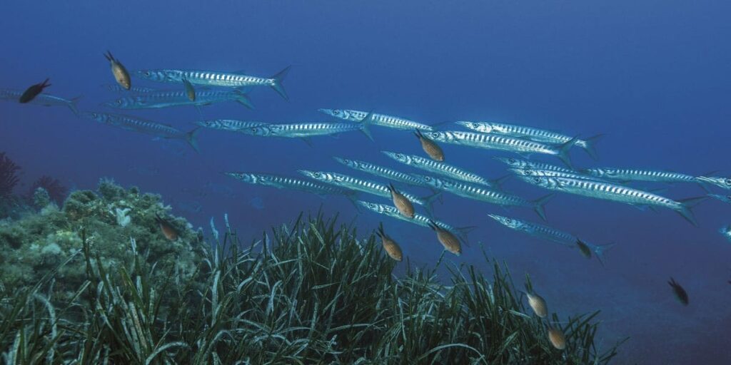 Becune Barracudas