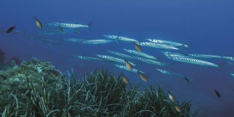 Becune Barracudas