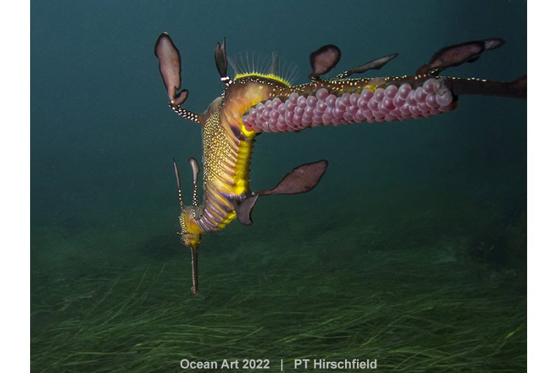 1. Kompaktverhalten Pt Hirschfield Ein männlicher Weedy-Seadragon trägt rosafarbene Eier an seinem Schwanz