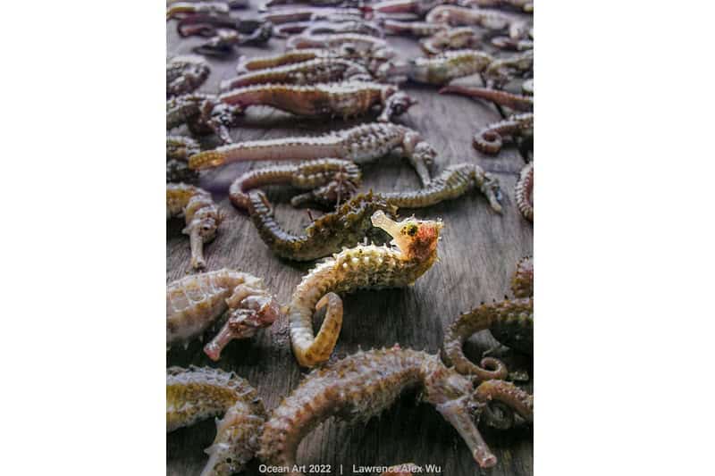 1. Unterwasserschutz Lawrence Wu Ein trauriger Fang