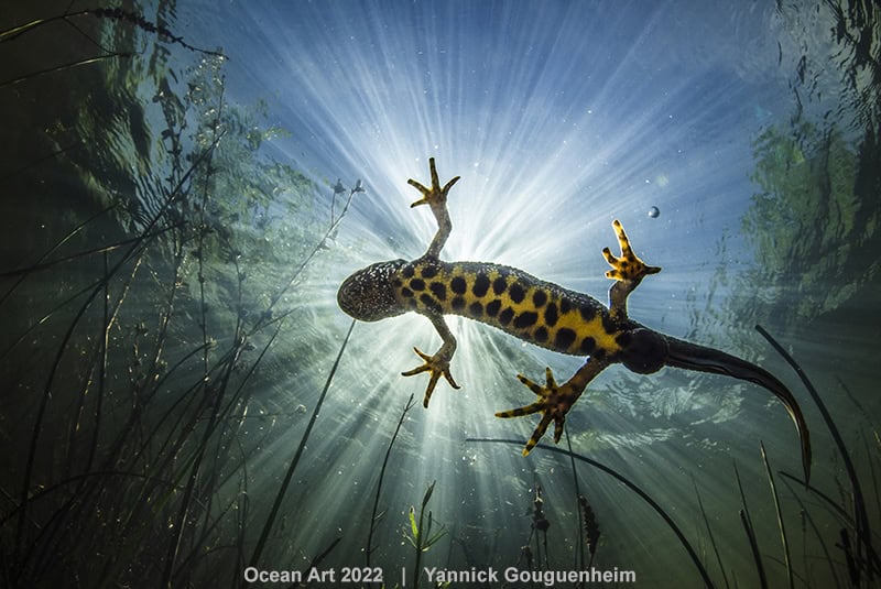 2. Kaltes Wasser Yannick Gouguenheim Kiefer