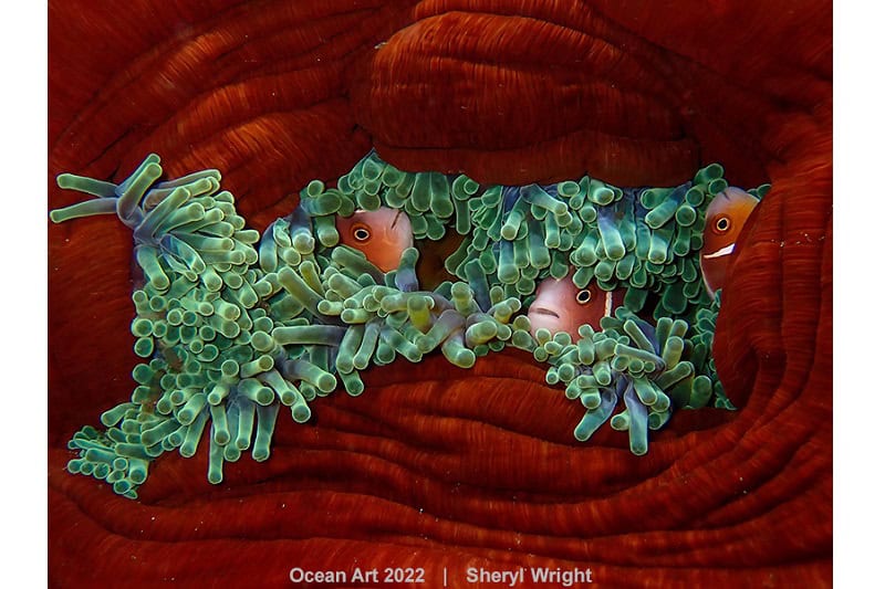 2. Kompaktverhalten Sheryl Wright Anemonenschlusszeit