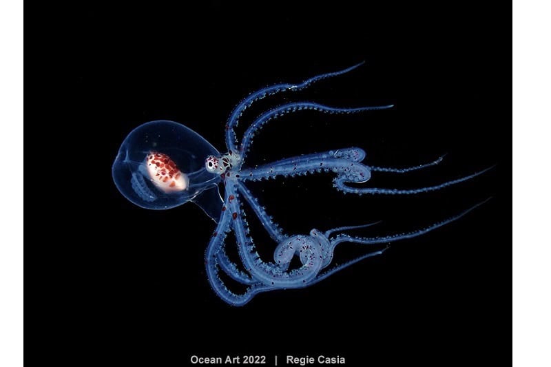 2. Kompaktmakro Regie Casia Wunderpus