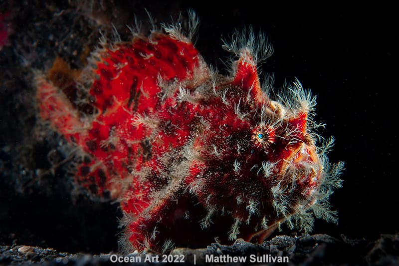2. Makro Matthew Sullivan Die Dame in Rot