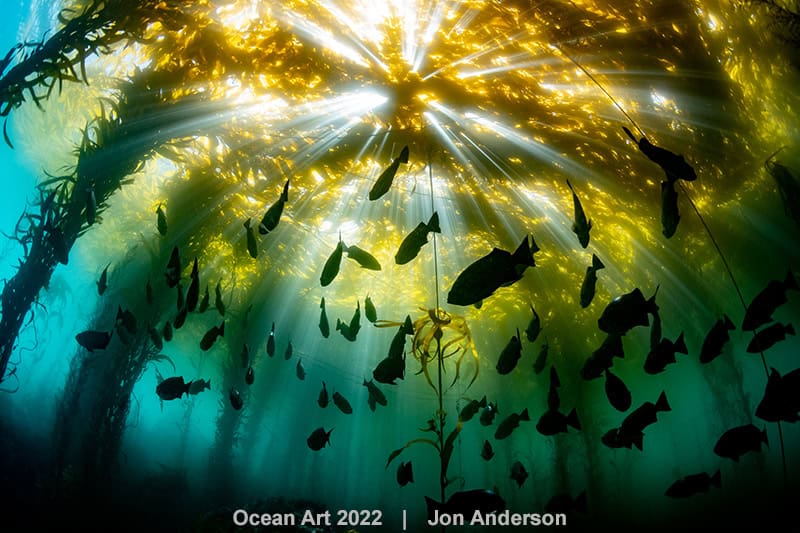 3. Kaltes Wasser Jon Anderson Tanzende Felsenfischsilhouetten