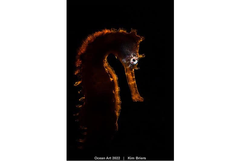 3. Porträt Kim Briers Hippocampus Histrix