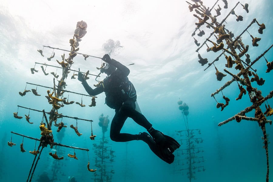 Remuna Beca Conservation Coral Gardening