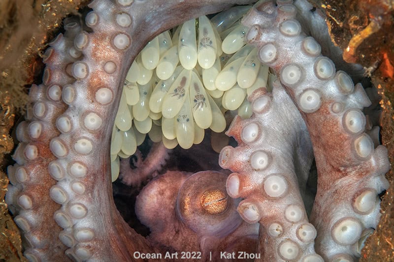Bestofshow Makro Kat Zhou Oktopus-Mutter