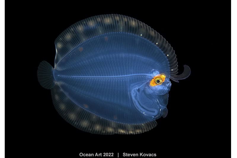Hm1 Blackwater Steven Kovacs Flunder